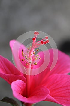 Blooming China Rose.