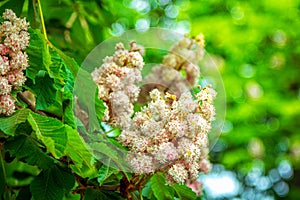 Blooming chinese chestnut tree branch.