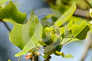 Blooming Chinese tulip tree