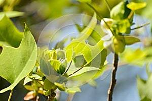 Blooming Chinese tulip tree