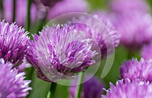 Blooming chive