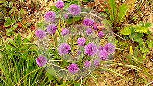 Blooming chive in spring in Germany
