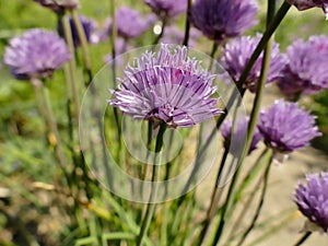 Blooming chive in spring in Germany