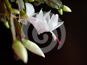 Blooming christmas cactus