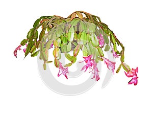 Blooming Christmas cactus. Schlumbergera plant isolated on white