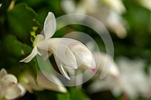 Blooming christmas cactus with white blossoms
