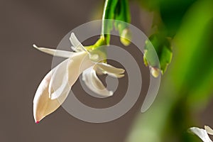 Blooming christmas cactus with white blossoms and pink pistils