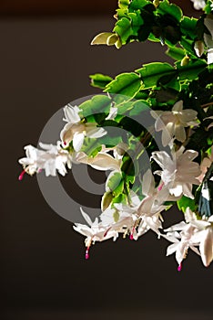 Blooming christmas cactus with white blossoms and pink pistils