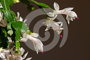 Blooming christmas cactus with white blossoms and pink pistils