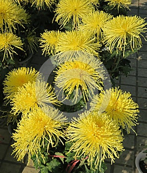 Blooming chrysanthemum