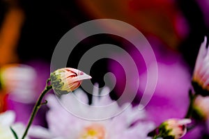 The blooming Chrysanthemum 