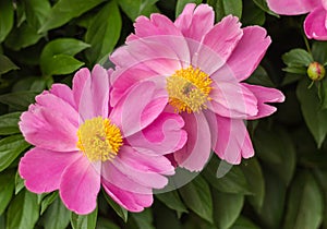 Blooming chrysanthemum