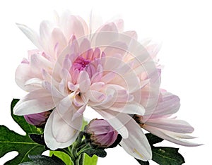 Blooming chrysanthemum