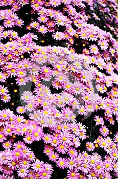 Blooming chrysanthemum background
