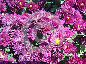 Blooming Chrysanthemum or mums