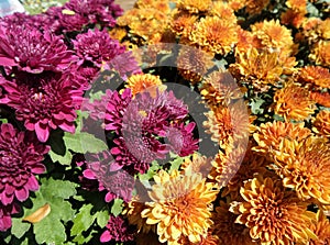 Blooming Chrysanthemum or mums
