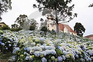 Blooming Church Gramado