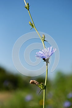 Blooming cichorium plant with blue sky at background