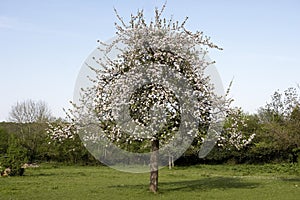 Blooming Cider Apple Tree, malus domestica, Normandy