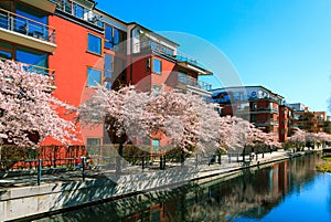 Blooming city street in spring.