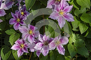 Blooming clematis on a backgroun of foliage