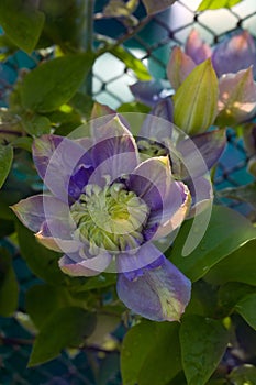 Blooming clematis cultivar `Blue Light`