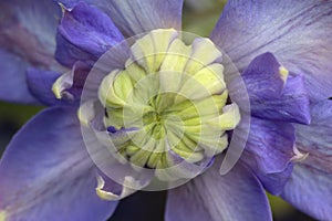 Blooming clematis cultivar `Blue Light`