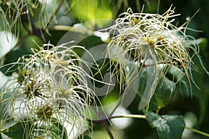 Blooming clematis vitalba in the park close up