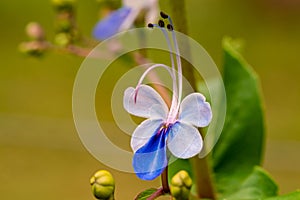Blooming clerodendrum flower in a tree