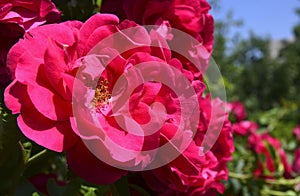 Blooming climbing roses in the summer garden.Decorative flowers or gardening concept.