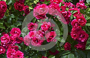 Blooming climbing roses in the summer garden.Decorative flowers or gardening concept.