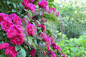 Blooming climbing roses in the summer garden.Decorative flowers or gardening concept.
