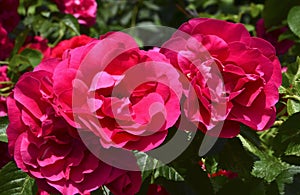 Blooming climbing roses in the summer garden.Decorative flowers or gardening concept.