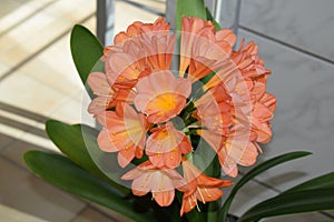blooming clivia flower in the sun
