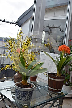 blooming clivia miniata with yellow flowers next to them
