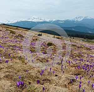Purple Crocus flowers on spring morning mountain