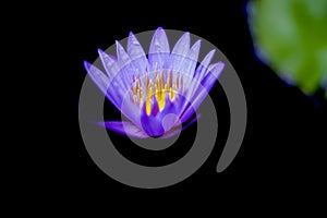 A blooming bright blue purple water lily in the pool