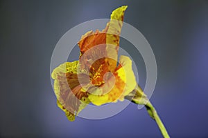 A blooming closeup orange canna lily flower