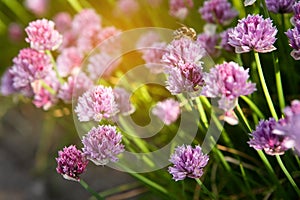 Blooming clover bushes with sunlight in the background