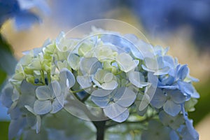 Blooming Cluster of delicate Hydrangea