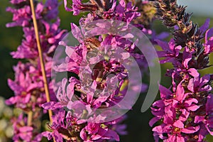 Blooming clusters of small pink flower