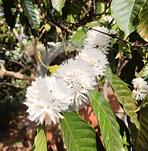 Blooming coffee flowers