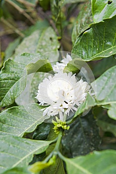 Blooming coffee plant