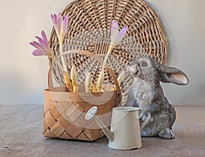 Blooming Colchicum `Giant` in basket and a watering can