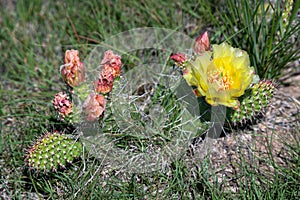 Blooming Colorado cactus