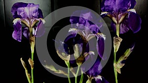 Blooming colored flower buds, timelapse footage. Close up, macro.