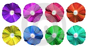 blooming Colorful Bush Clock Vine flower set collection with clipping path isolated on white background.