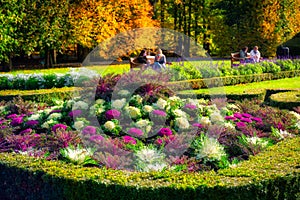 Blooming colorful cabbage in the Oliwa Park in autumn. Gdansk