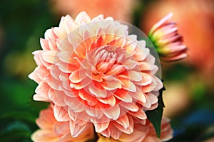 blooming colorful Dahlia flower