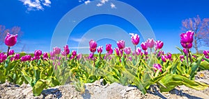 Blooming colorful Dutch pink purple tulip flower field under a blue sky